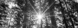 zonnestralen