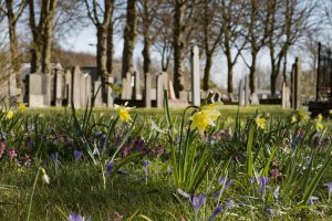 begraafplaats-in-voorjaa-narcissen